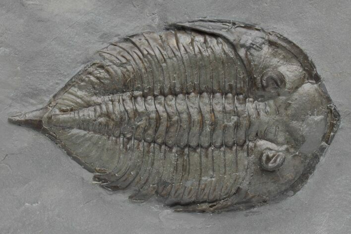 Dalmanites Trilobite Fossil - New York #219922